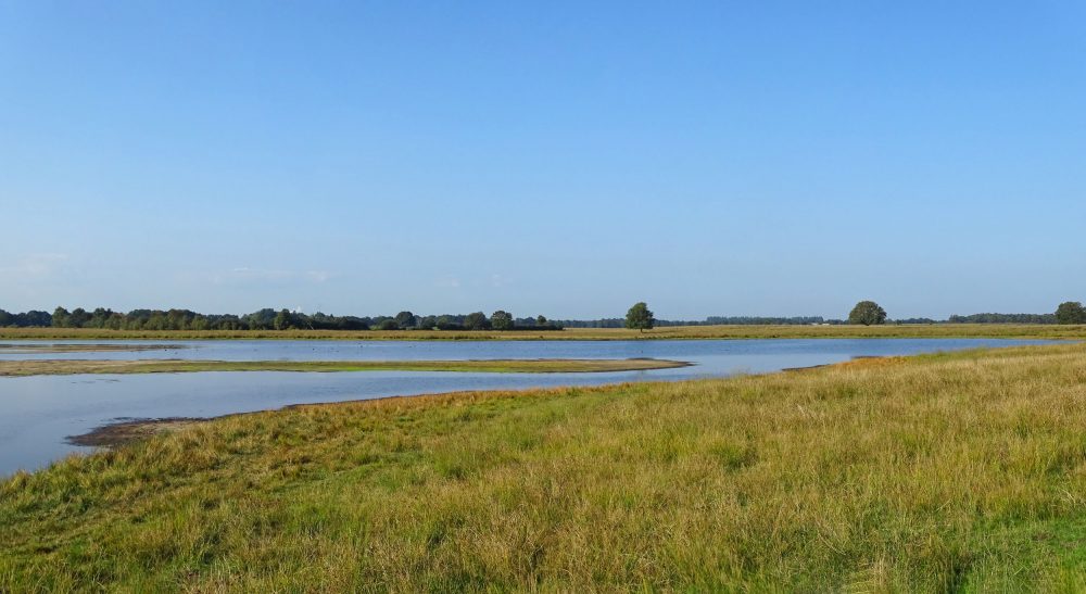 Scharreveld