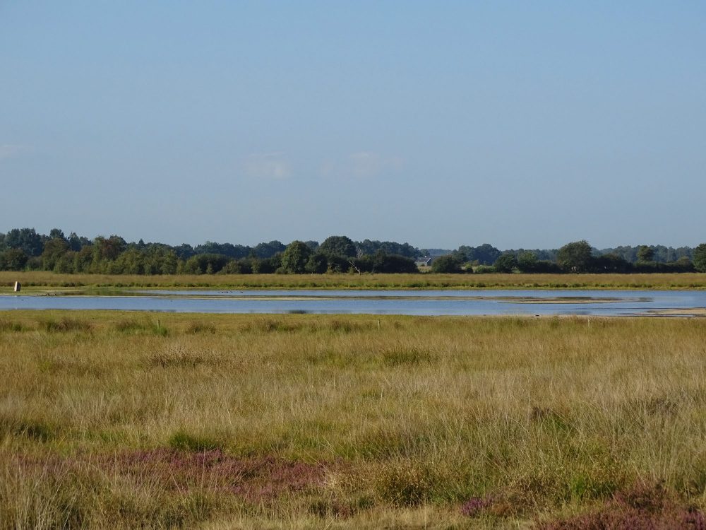 Scharreveld