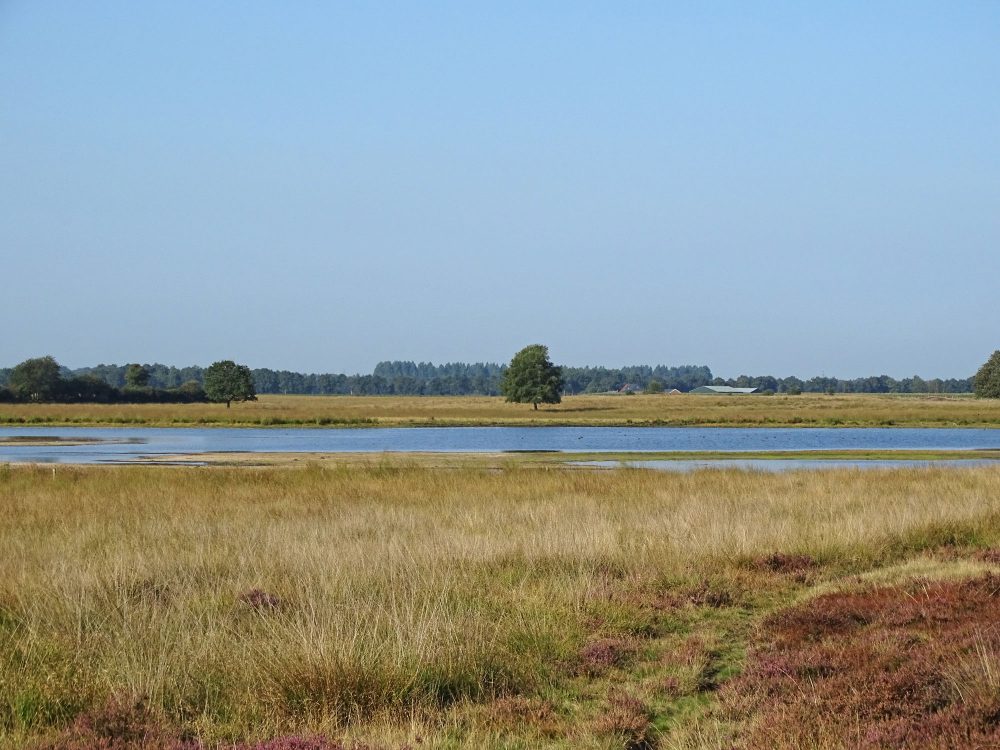 Scharreveld