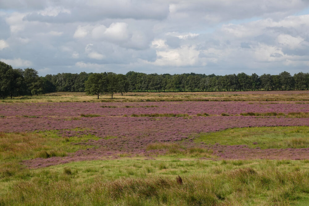 Scharreveld