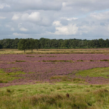 Scharreveld