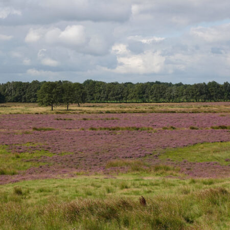 Scharreveld