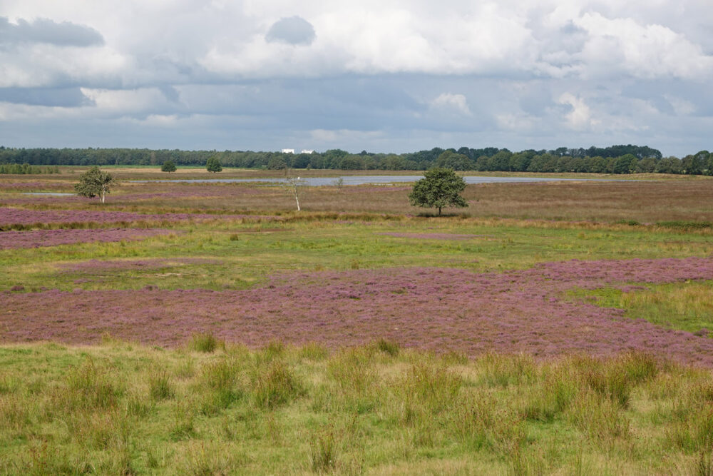 Scharreveld