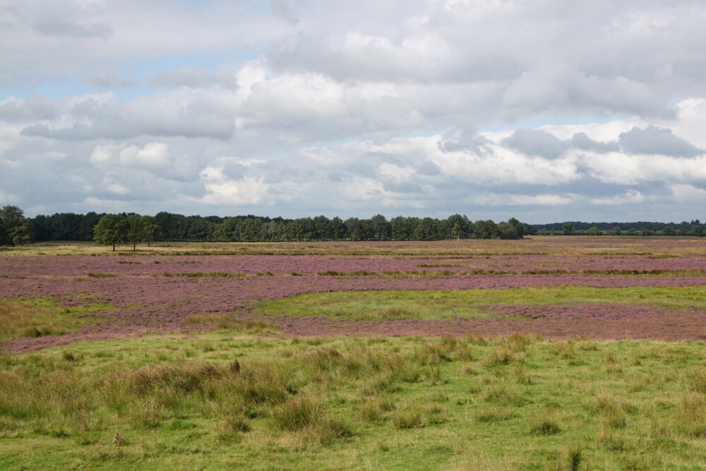 Scharreveld