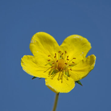 Scherpe boterbloem