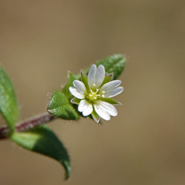 Scheve hoornbloem