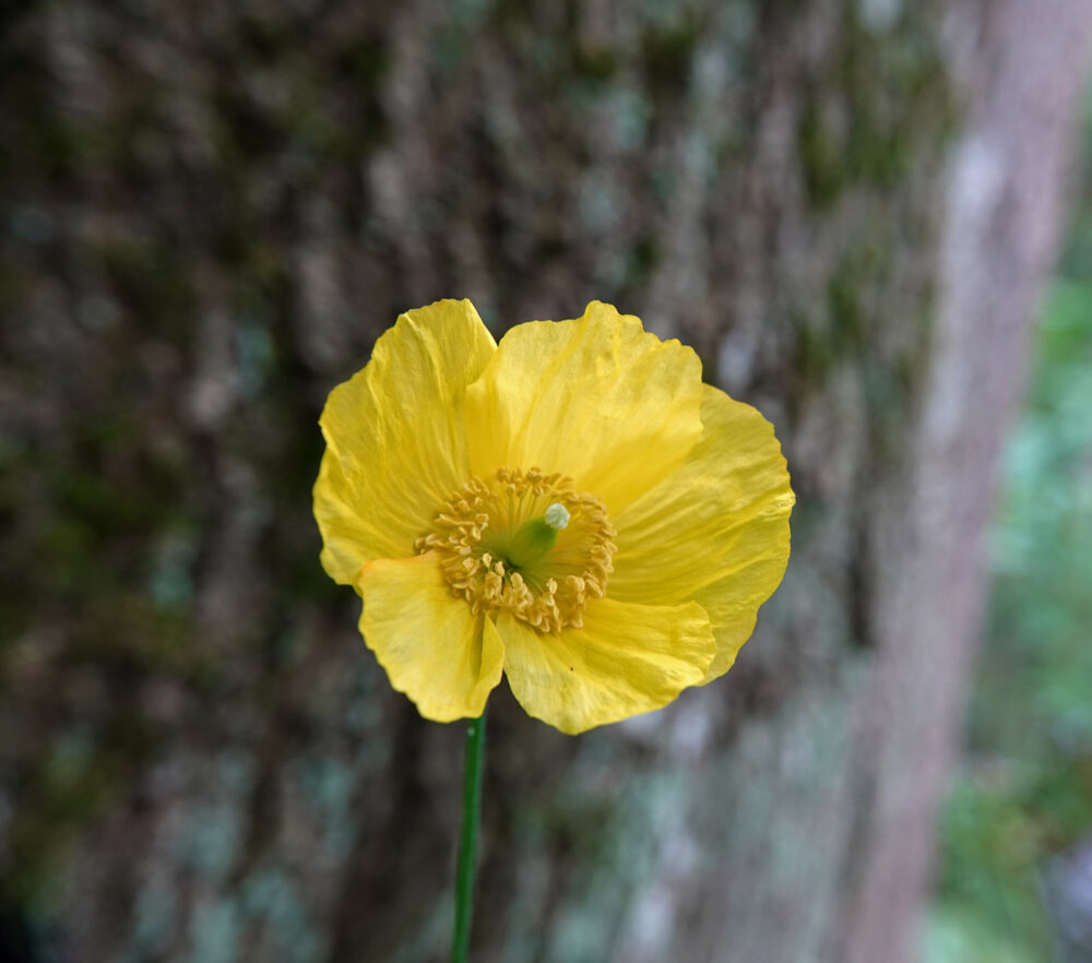 Schijnpapaver