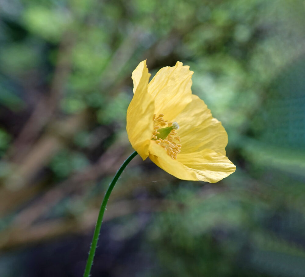 Schijnpapaver