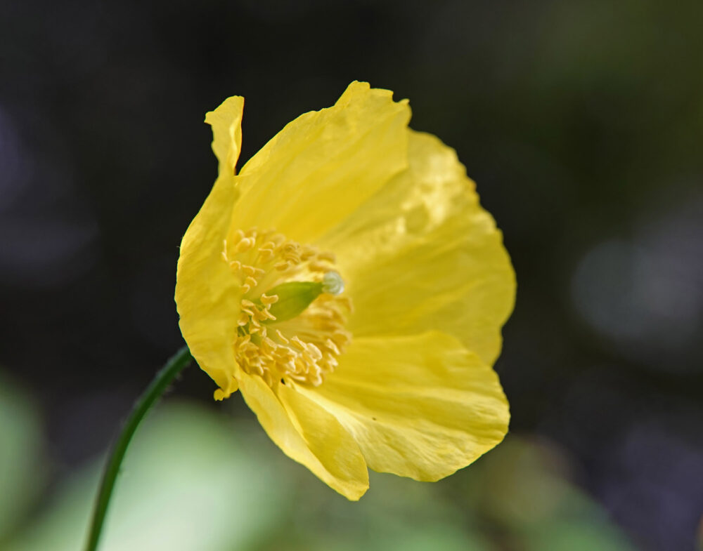 Schijnpapaver