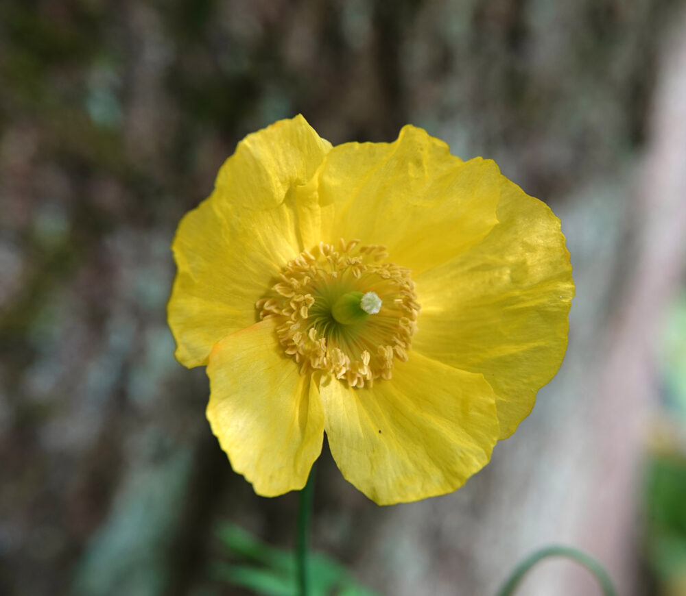 Schijnpapaver