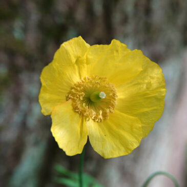 Schijnpapaver