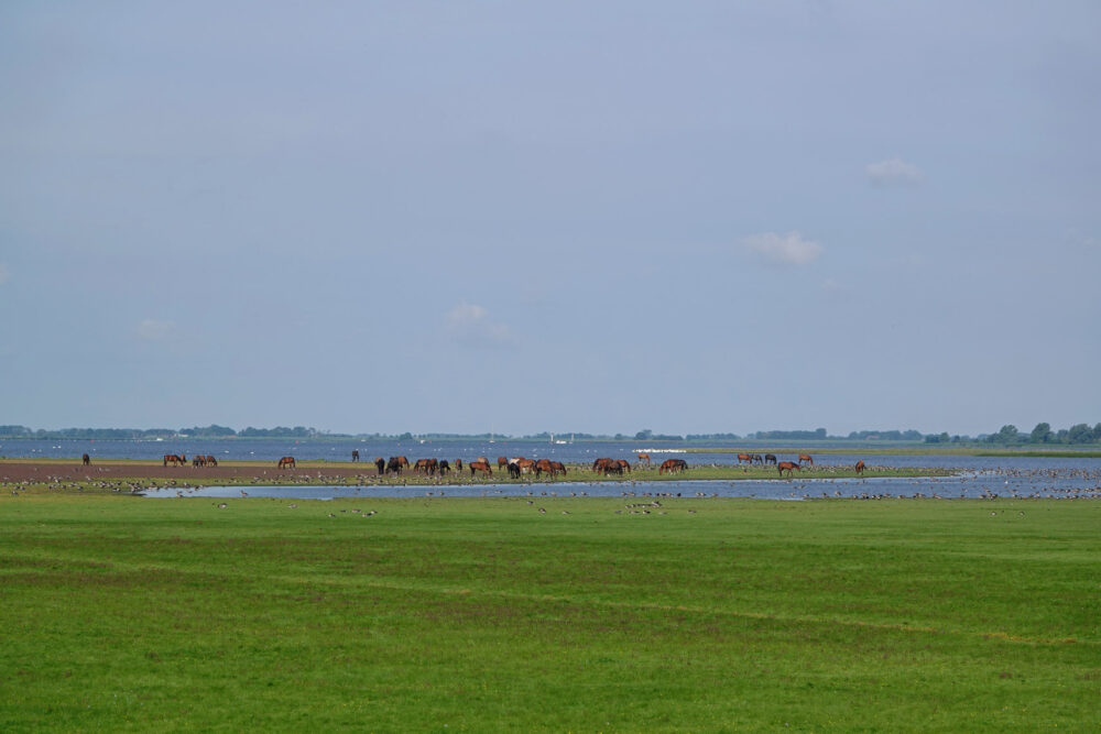 Schildhoek langs Jaap Deensgat (Lauwersmeer)