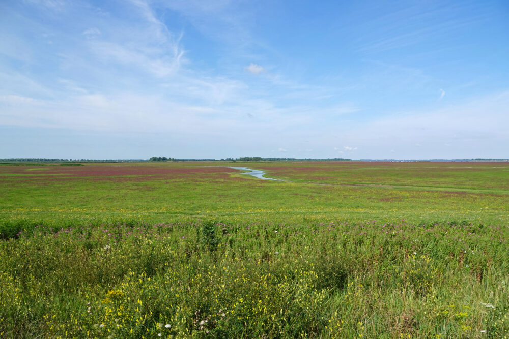 Schildhoek langs Jaap Deensgat (Lauwersmeer)