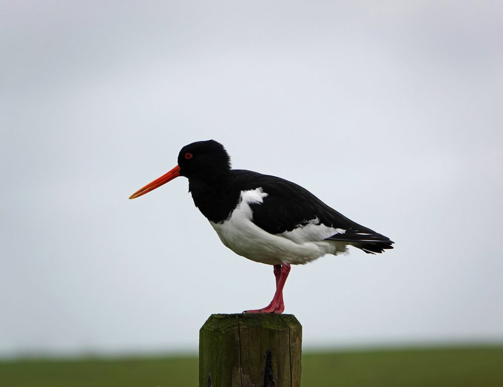 Scholekster (Reitdiepgebied)