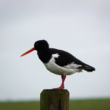 Scholekster (Reitdiepgebied)