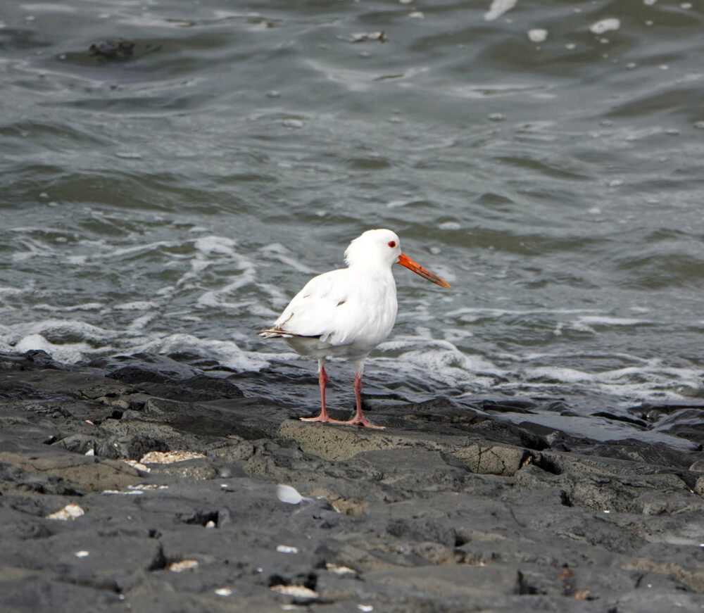 Scholekster (albino)