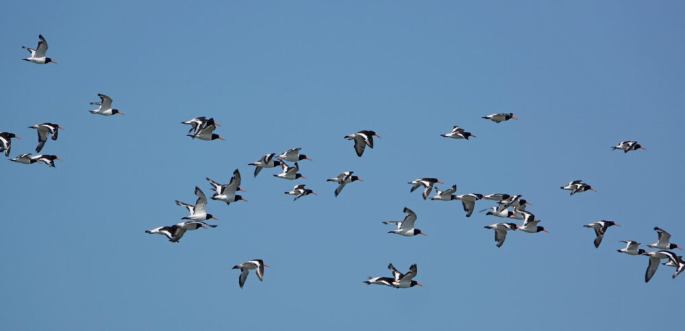 Scholeksters boven Wad