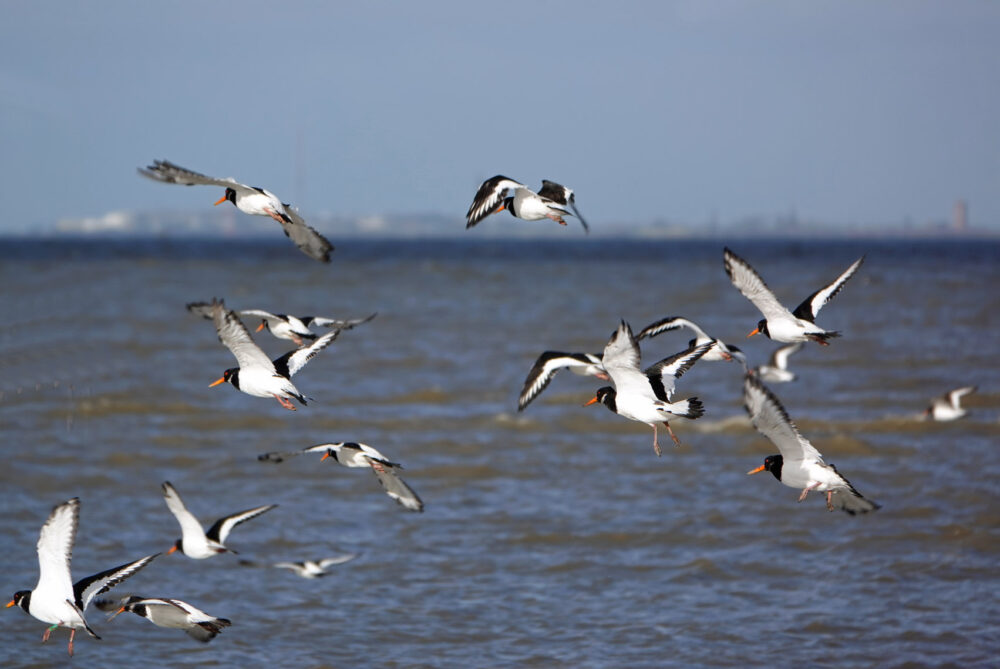Scholeksters boven Waddenzee