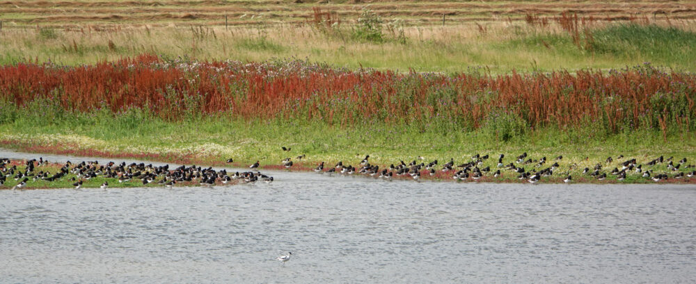 Scholeksters in Klutenplas