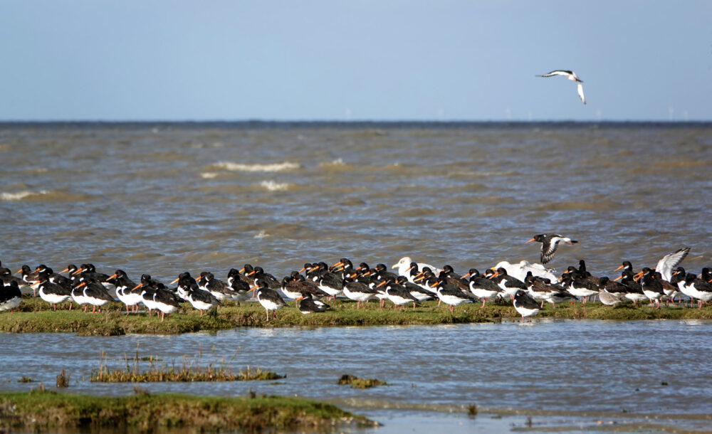 Scholeksters op het wad