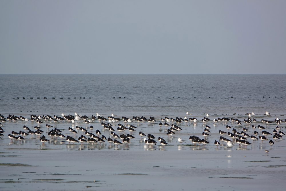 Scholeksters op het wad (Rommelhoek)