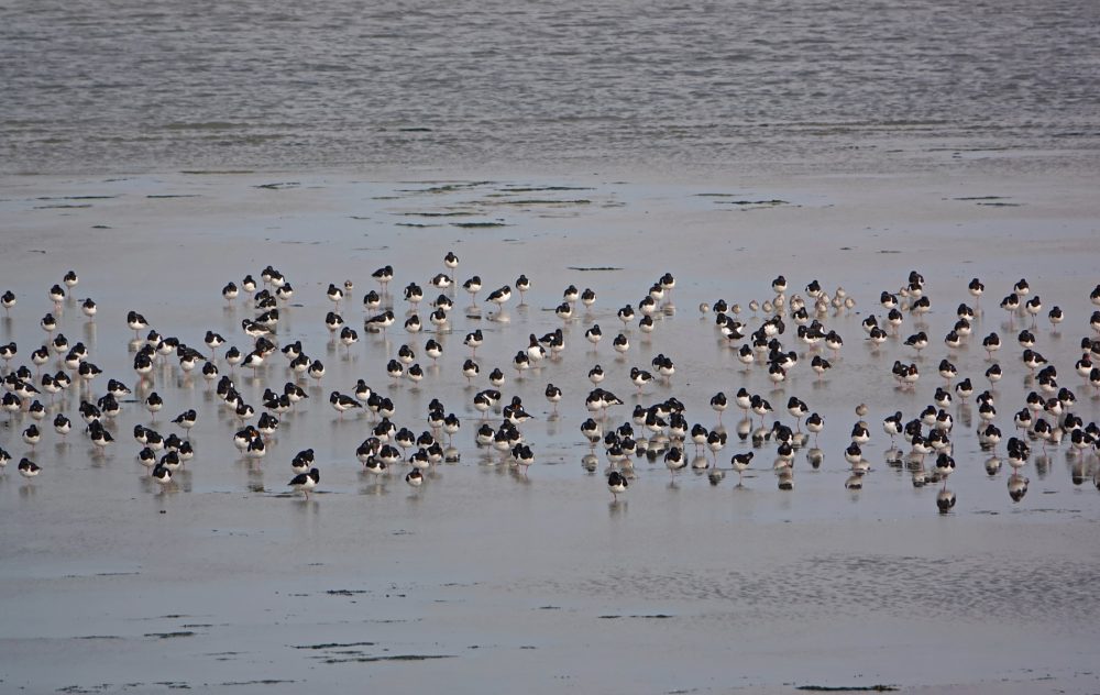 Scholeksters op het wad (Rommelhoek)