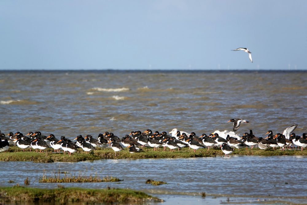 Scholeksters op wad (Rommelhoek)