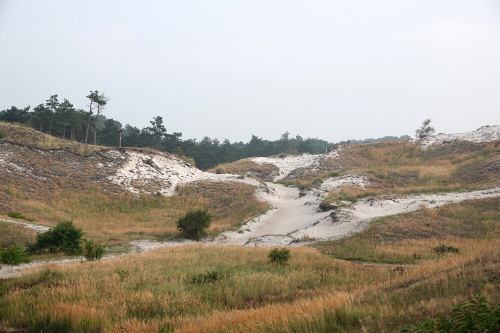 Schoorlse Duinen
