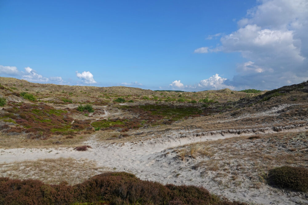 Schoorlse Duinen