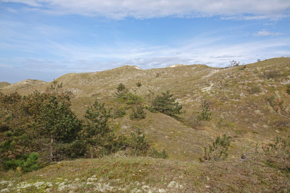 Schoorlse Duinen