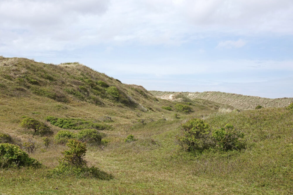 Schoorlse Duinen