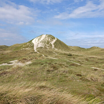Schoorlse Duinen