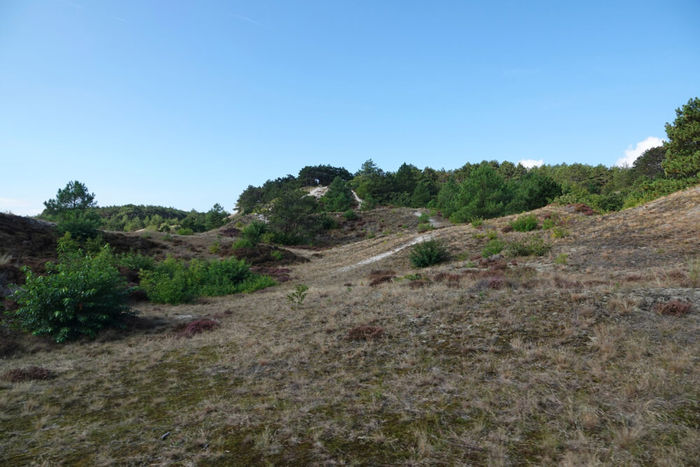 Schoorlse Duinen