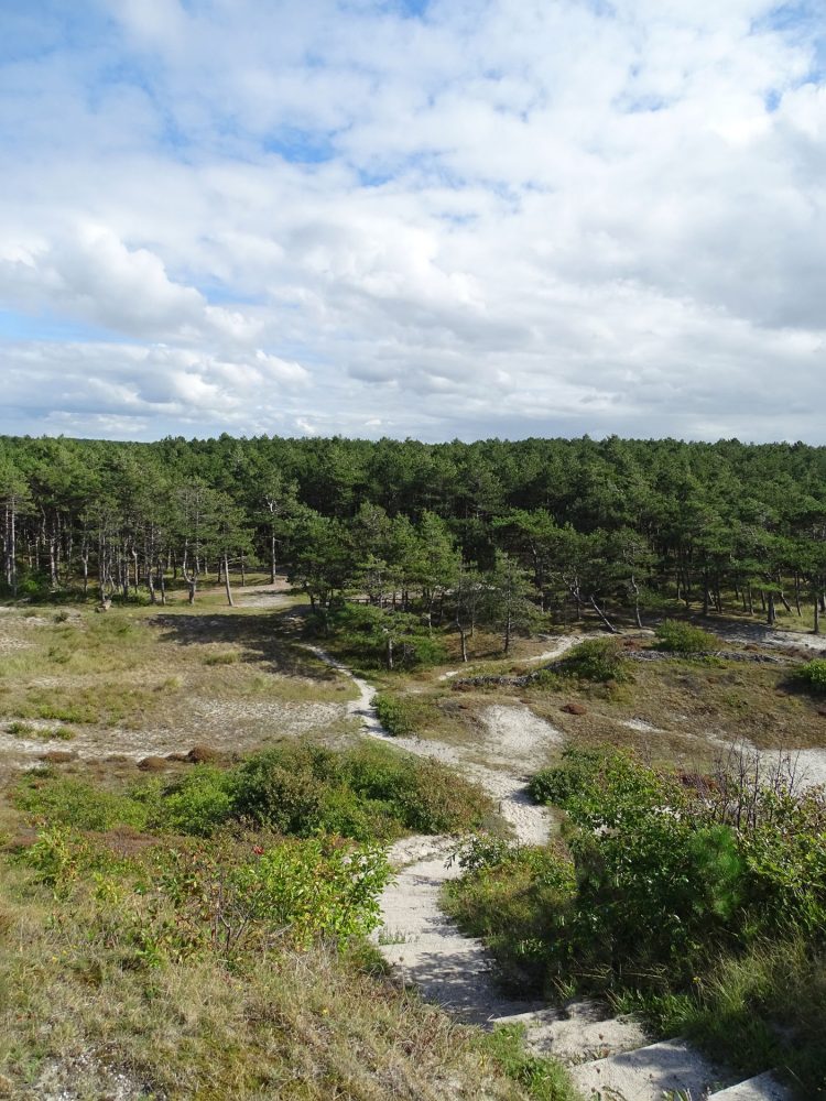 Schoorlse Duinen