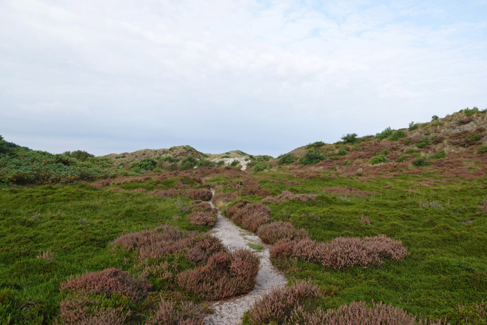 Schoorlse Duinen (Tjalkshoek)