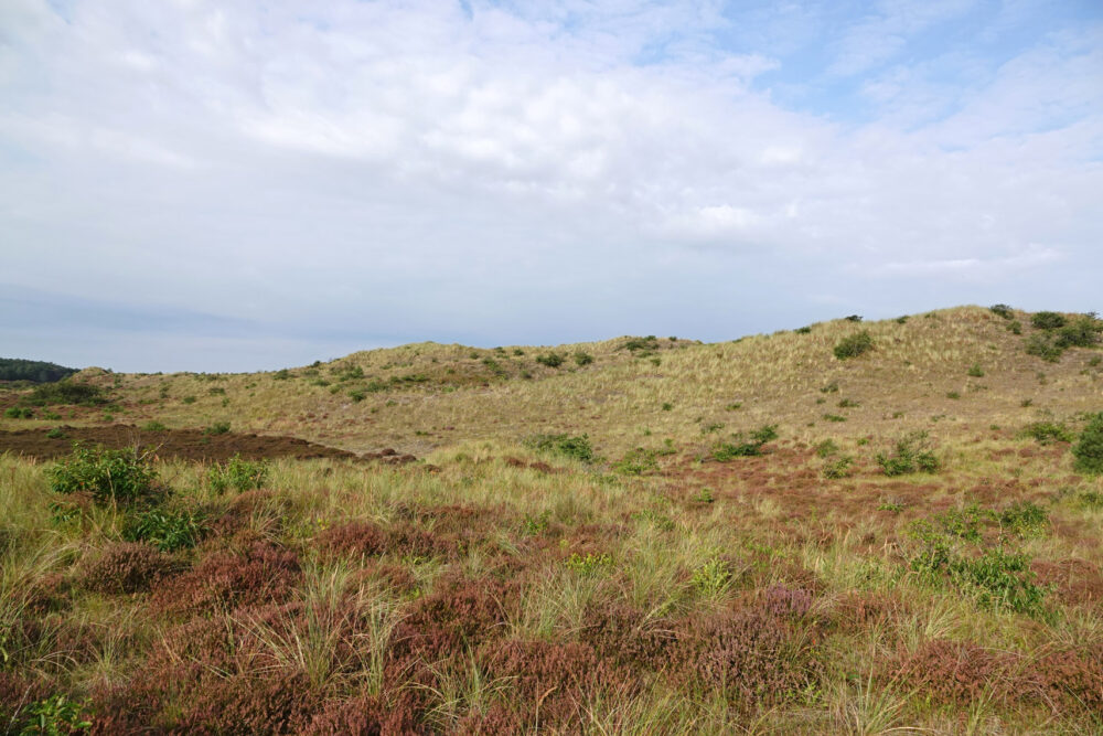 Schoorlse Duinen (Tjalkshoek)