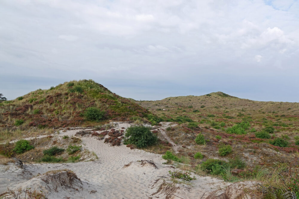 Schoorlse Duinen (Tjalkshoek)