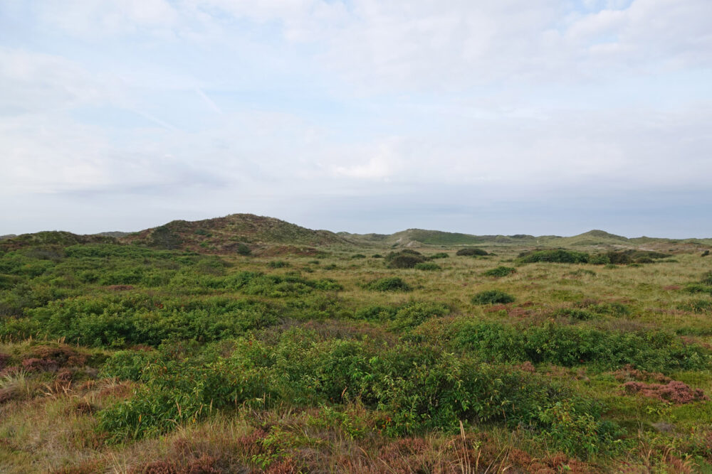 Schoorlse Duinen (Tjalkshoek)