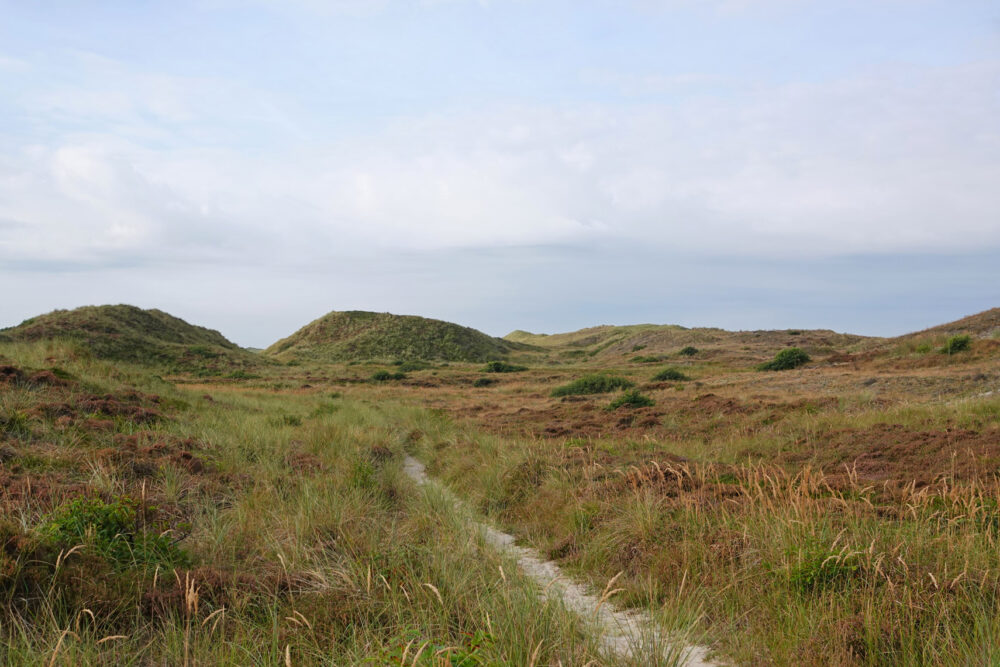 Schoorlse Duinen (Tjalkshoek)