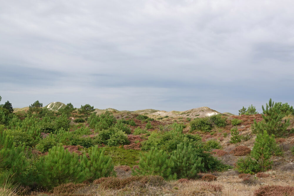 Schoorlse Duinen (Tjalkshoek)