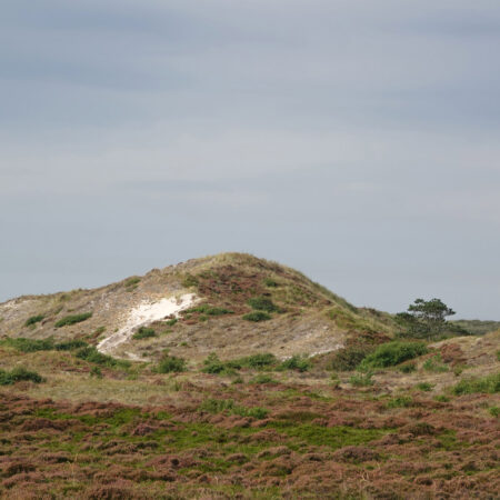 Schoorlse Duinen (Tjalkshoek)