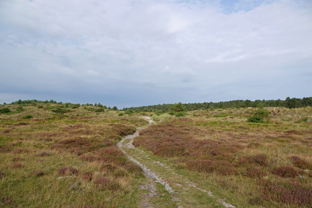 Schoorlse Duinen (Tjalkshoek)
