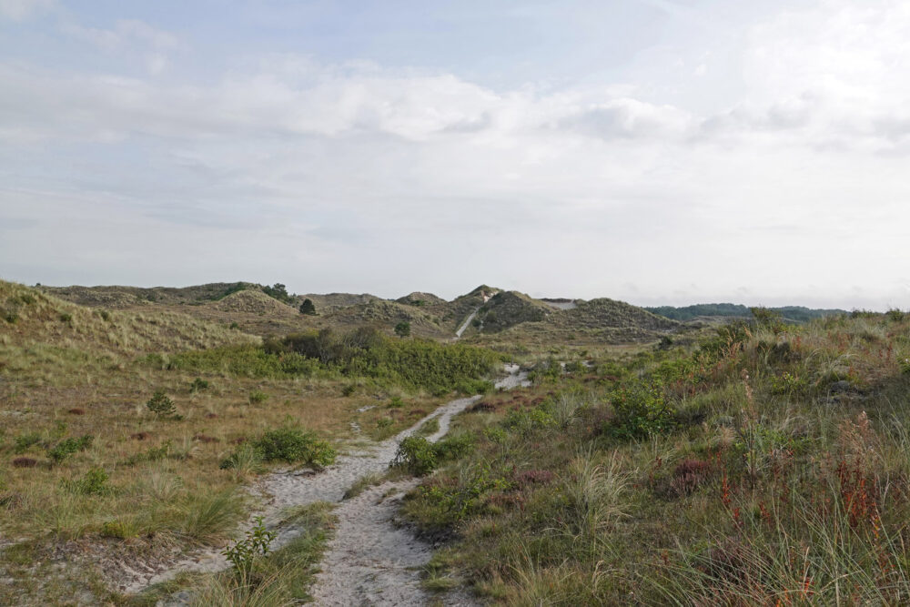 Schoorlse Duinen (Tjalkshoek)