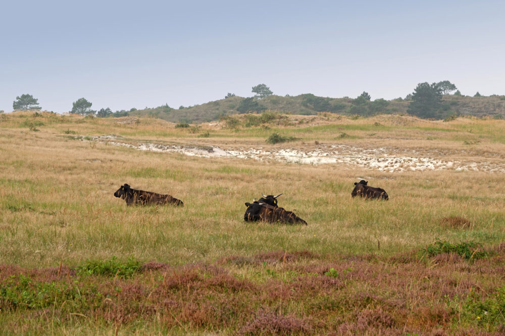 Schoorlse Duinen in het najaar