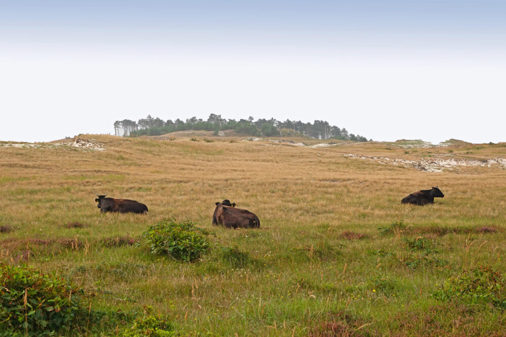 Schoorlse Duinen in het najaar