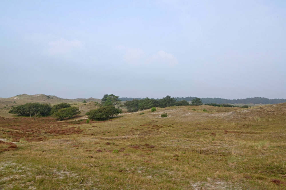 Schoorlse Duinen in het najaar