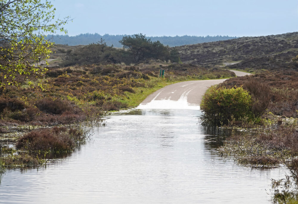 Schoorlse Duinen met hoge waterstand