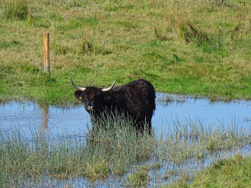 Schotse Hooglander in Botgat (Noordduinen)