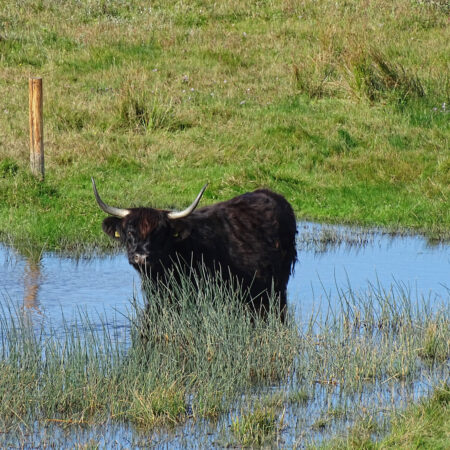 Schotse Hooglander in Botgat (Noordduinen)