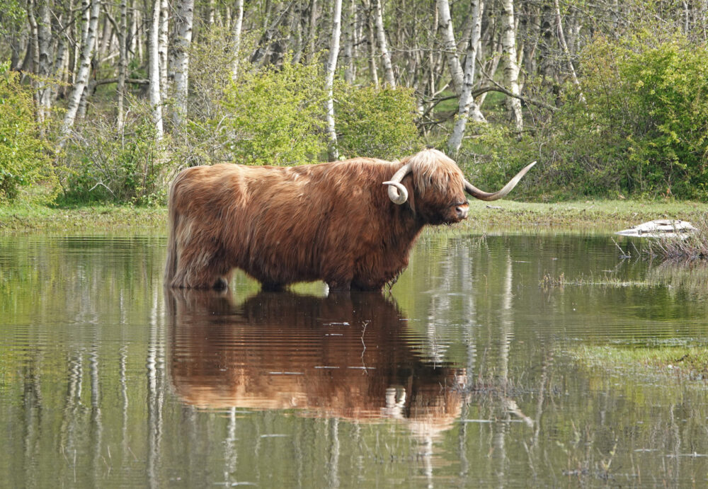 Schotse Hooglander in ven in Noordhollands Duinreservaat